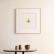 Brown Headed Parrot - The Original