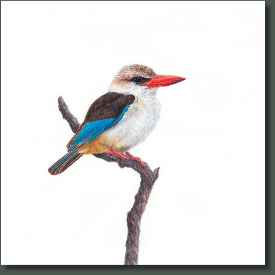 Stretched canvas South African bird artwork of a pair of a Brown Hooded Kingfisher