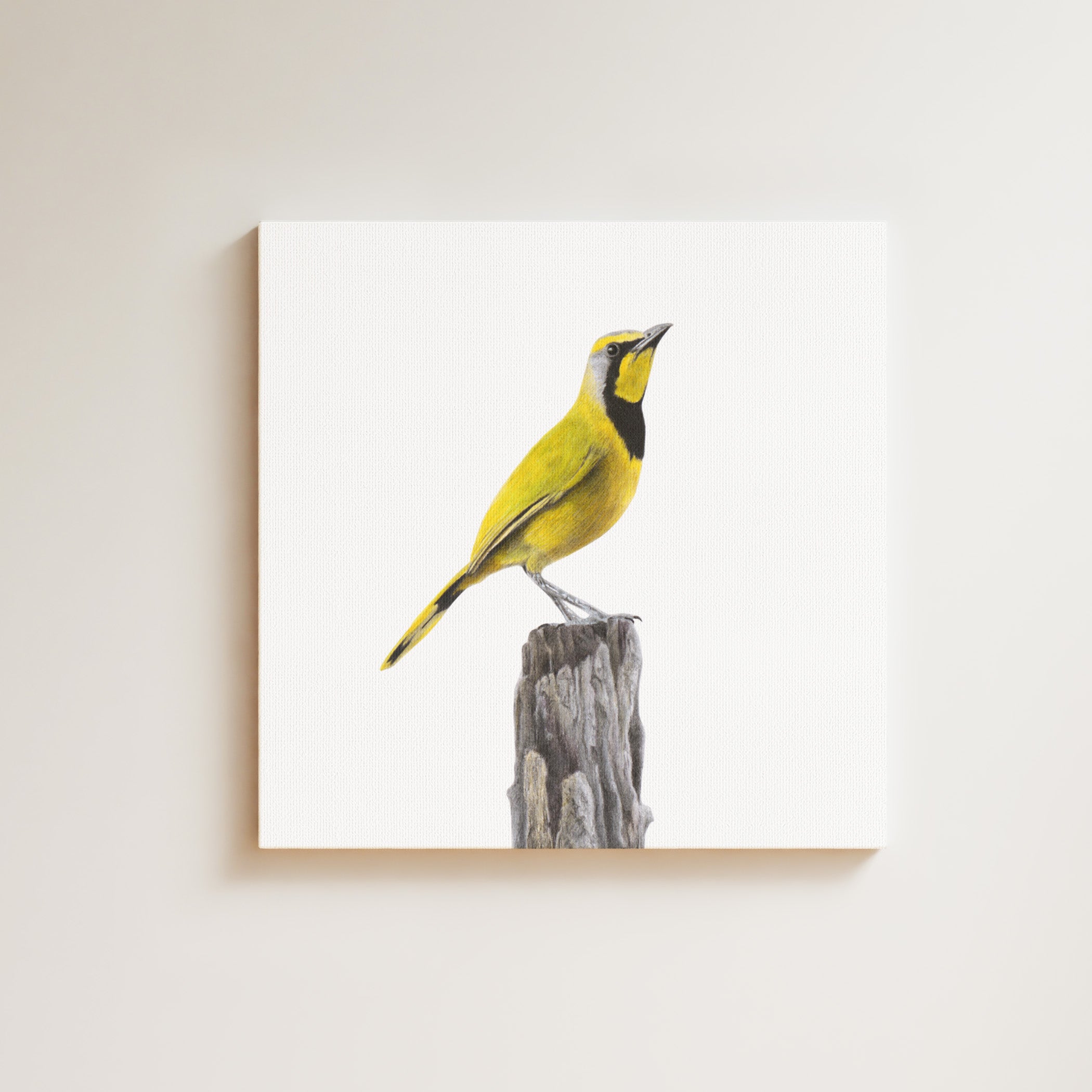 Bokmakierie drawing on canvas by South African wildlife artist Matthew Bell