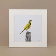 Bokmakiere bird of South Africa pencil artwork by wildlife artist Matthew Bell