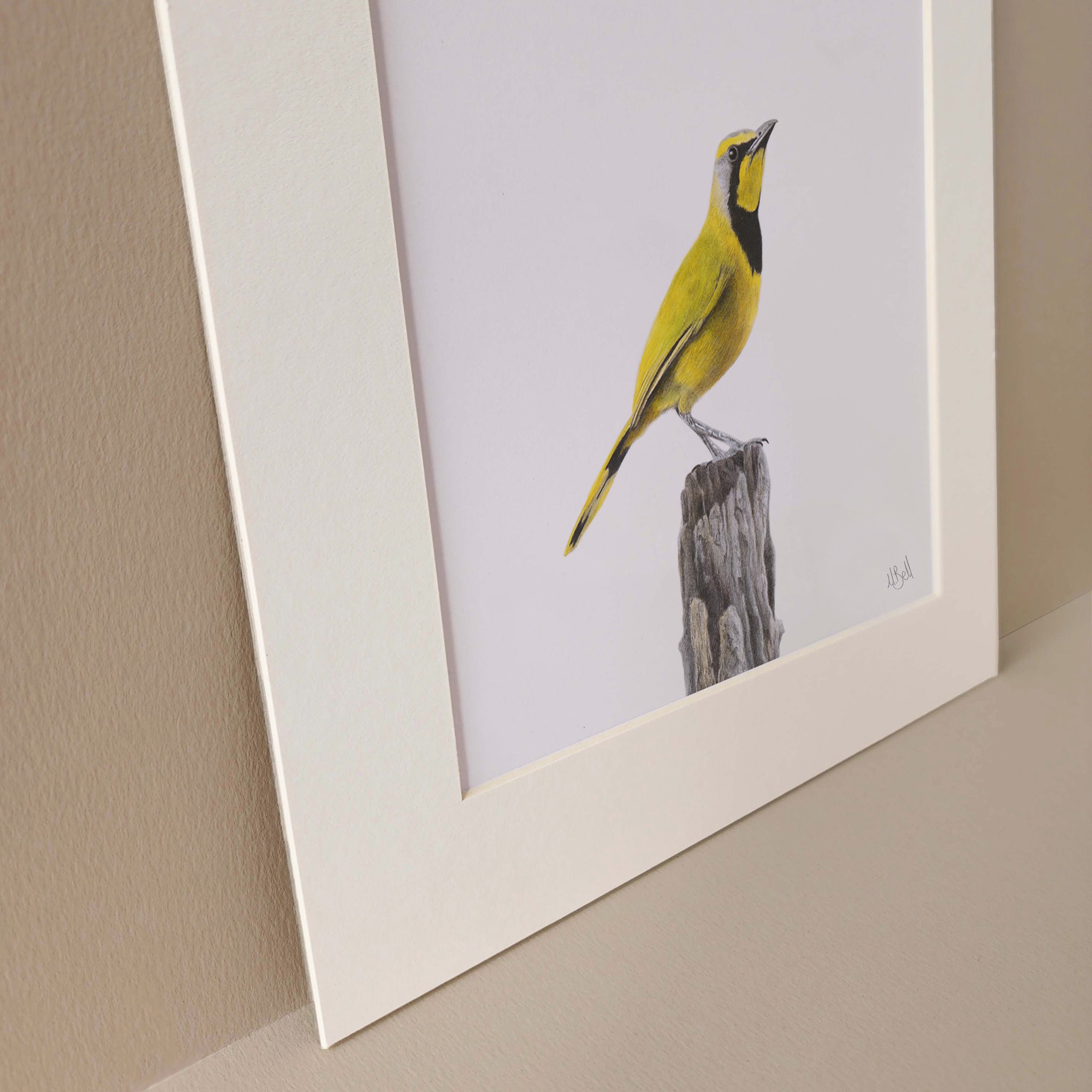 Bokmakiere bird of South Africa pencil artwork by wildlife artist Matthew Bell