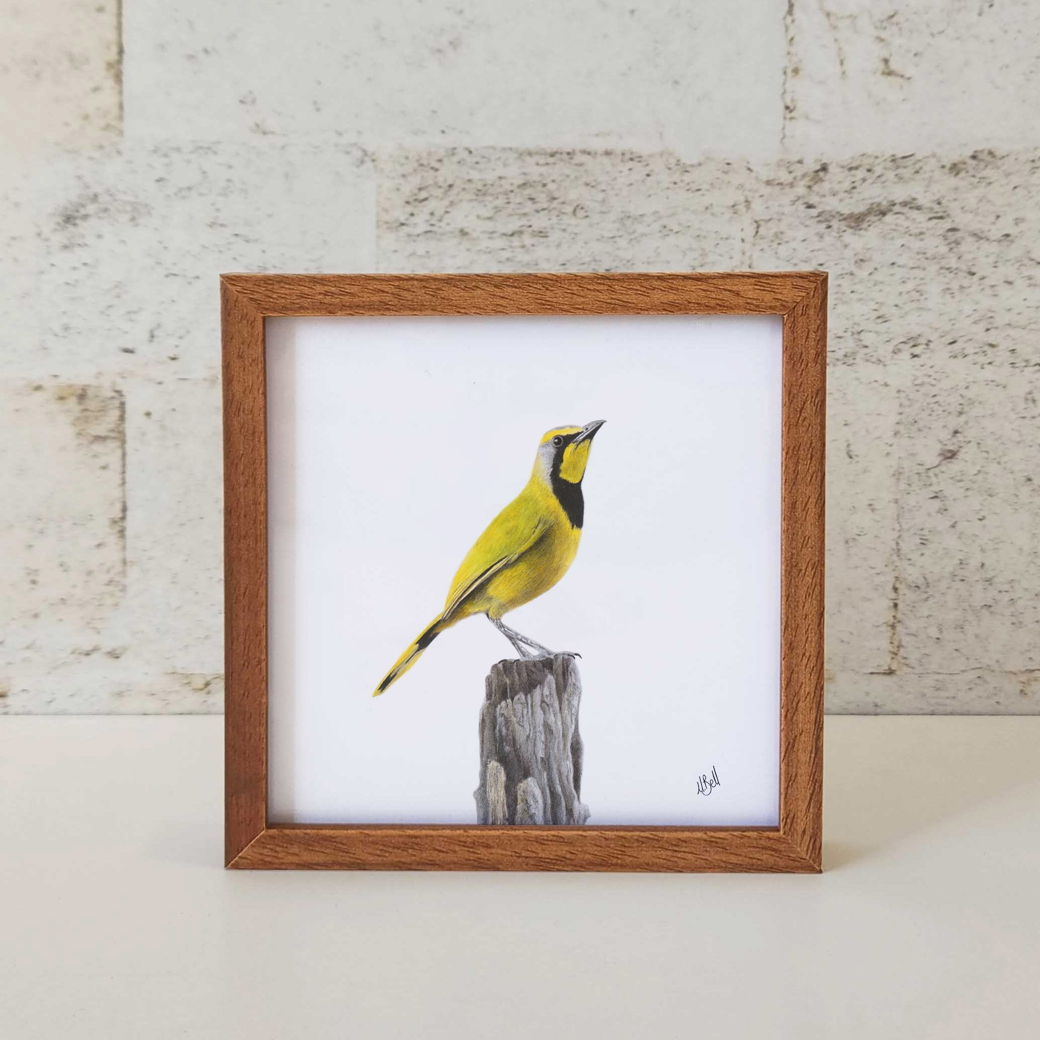 Kiaat wood framed miniature artwork of a Bokmakierie, part of wildlife artist Matthew Bell's birds of South Africa gallery