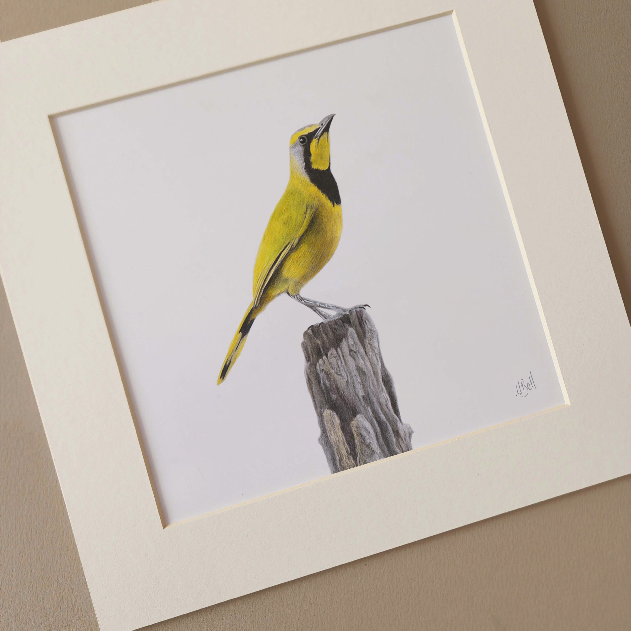 Bokmakiere bird of South Africa pencil artwork by wildlife artist Matthew Bell