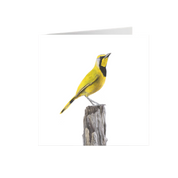 Bokmakierie Greeting Card - BKM