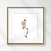 Barn Owl - BO