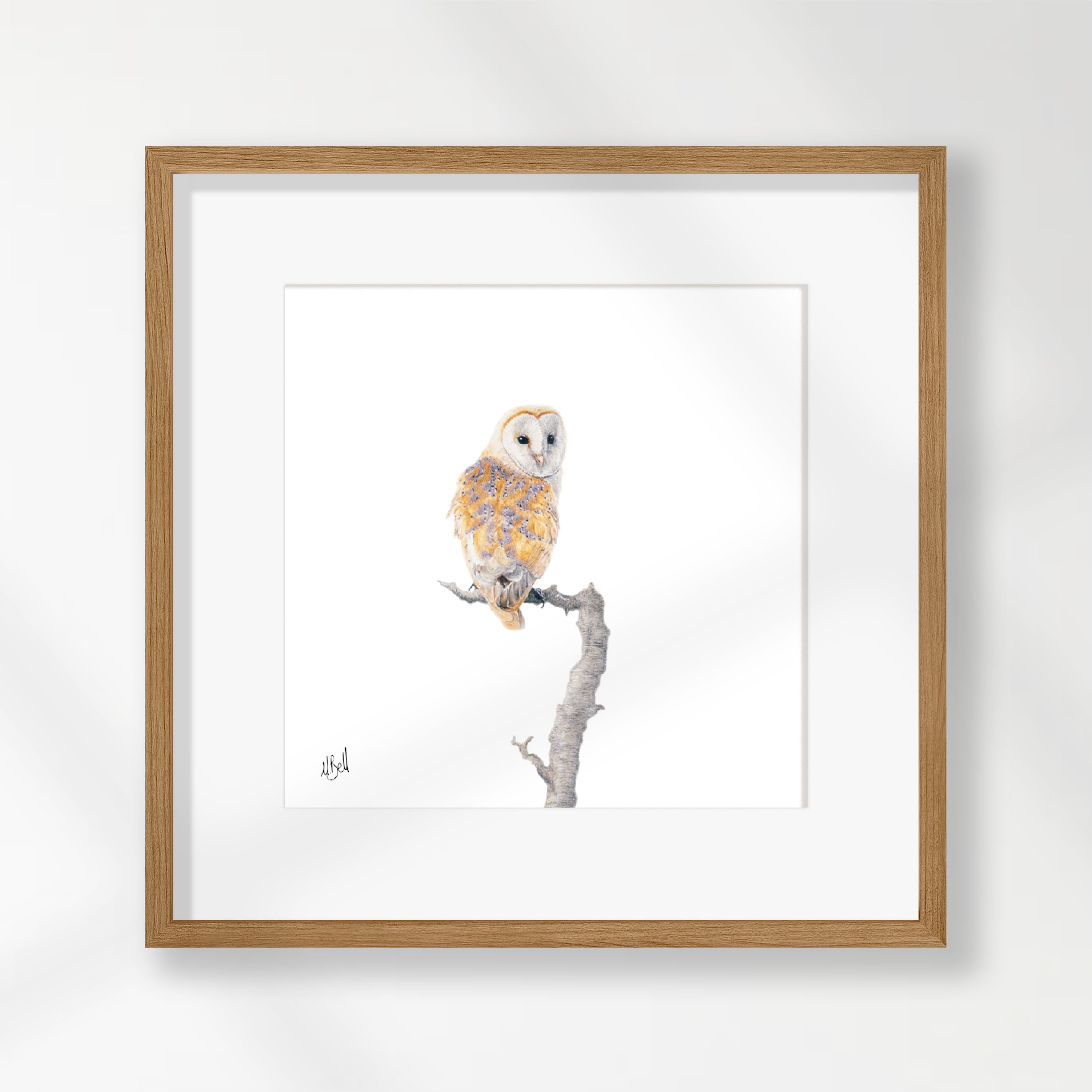Barn Owl - BO