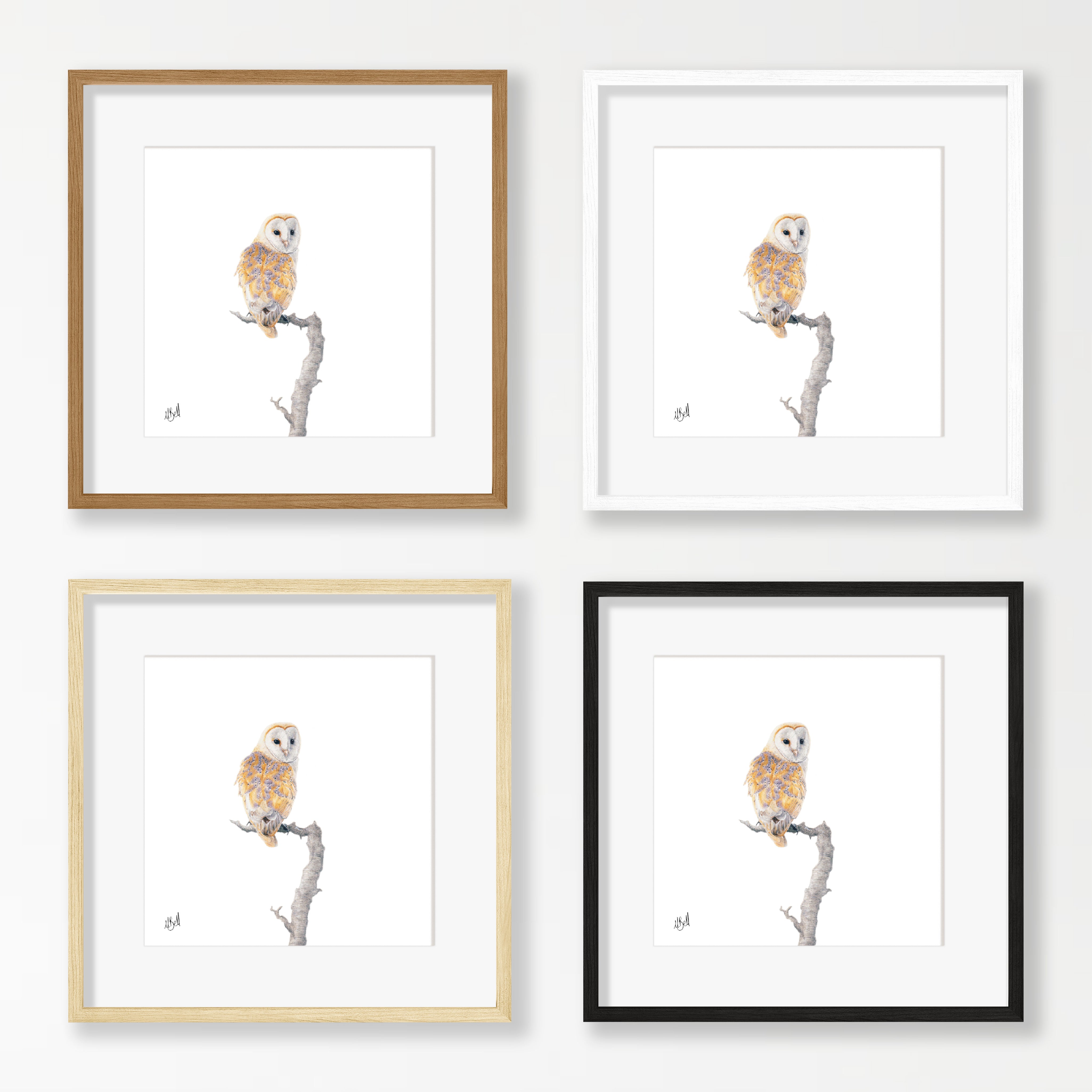 Barn Owl - BO