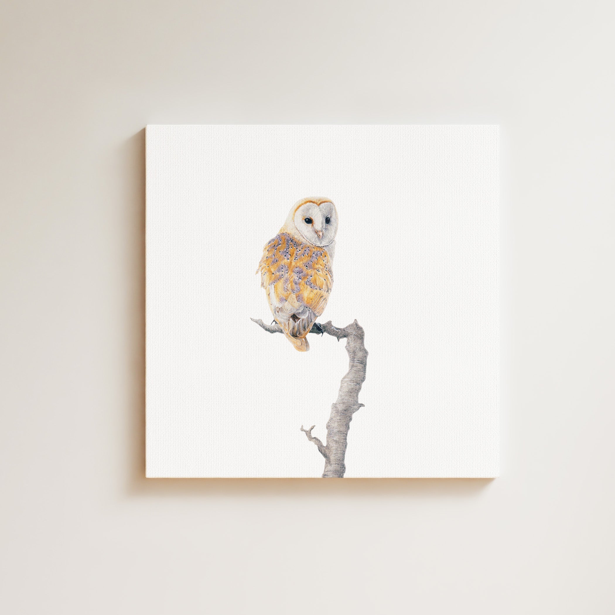Barn Owl drawing on canvas by South African wildlife artist Matthew Bell