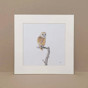 Barn Owl South African bird artwork