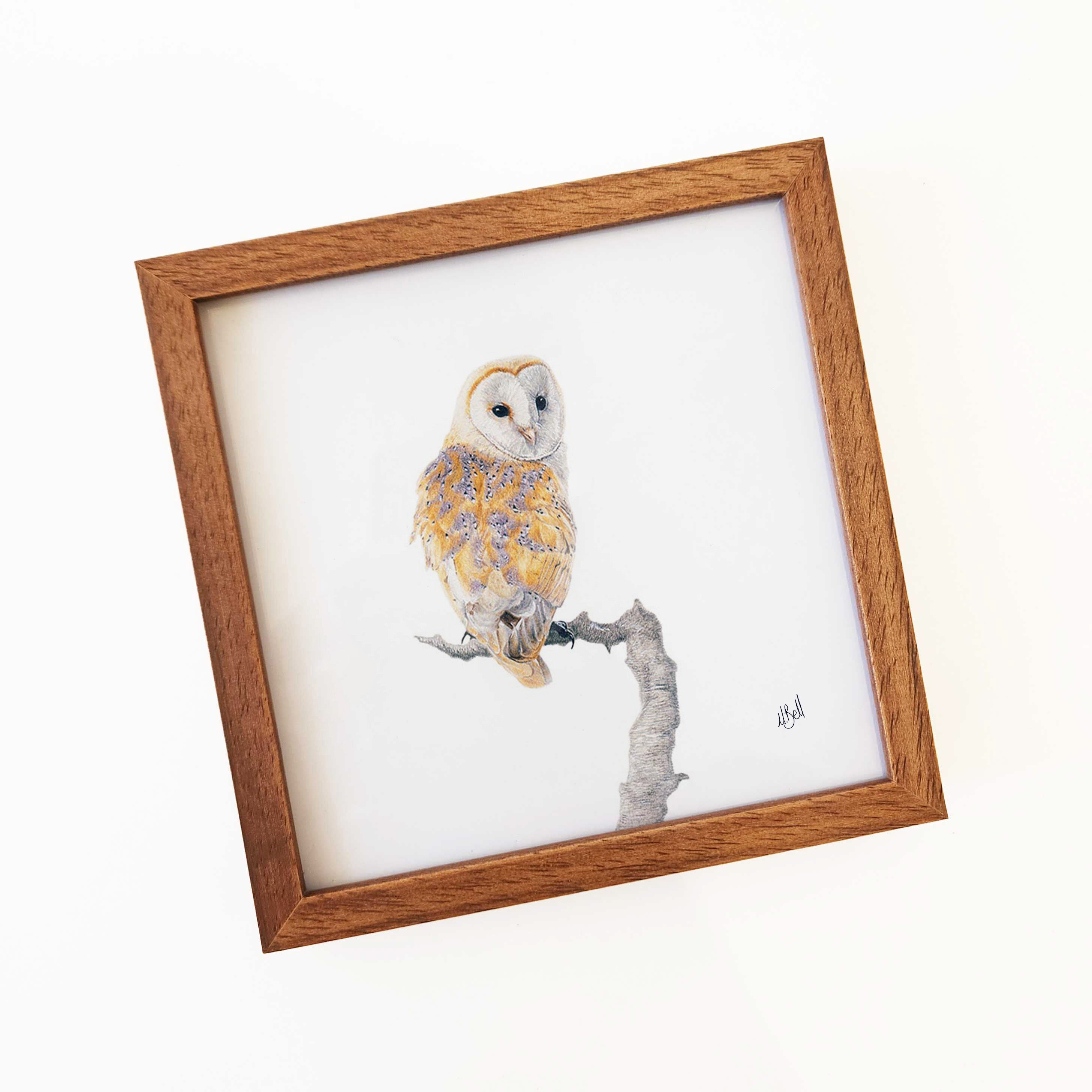 Kiaat wood framed miniature artwork of a Barn Owl, part of wildlife artist Matthew Bell's birds of South Africa gallery