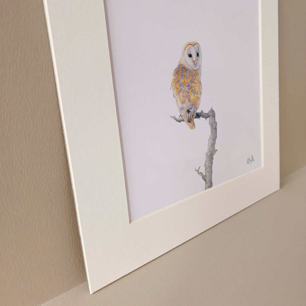 Barn Owl South African bird artwork