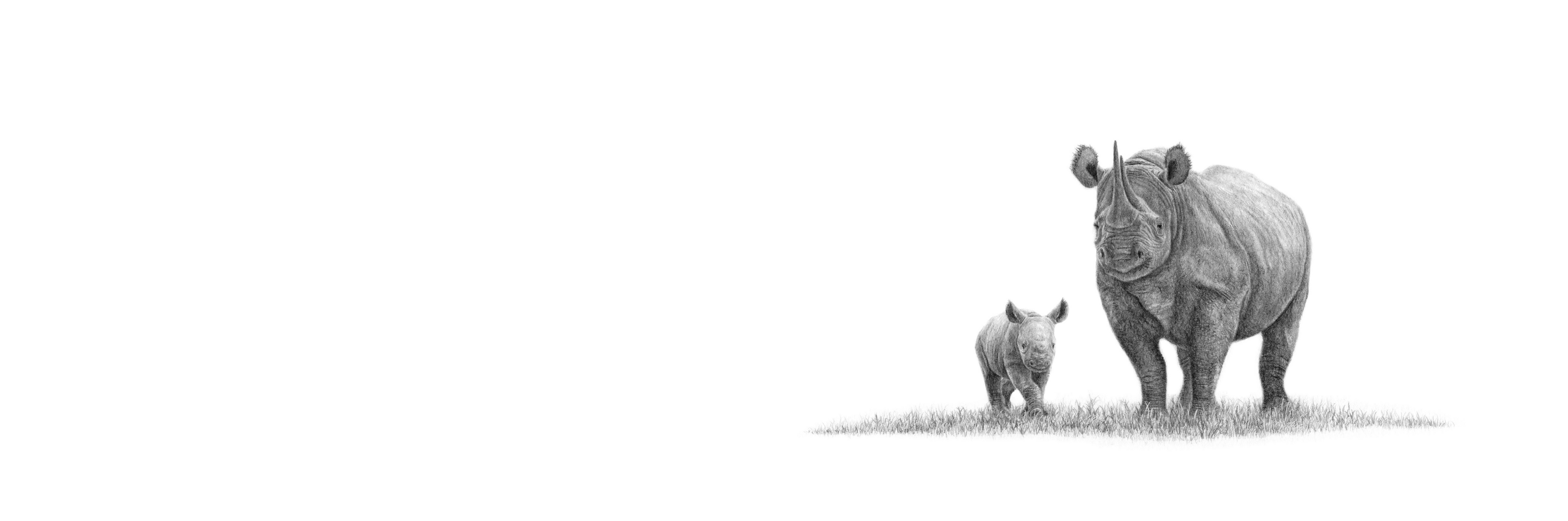 Black Rhino Panorama