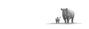Black Rhino Panorama
