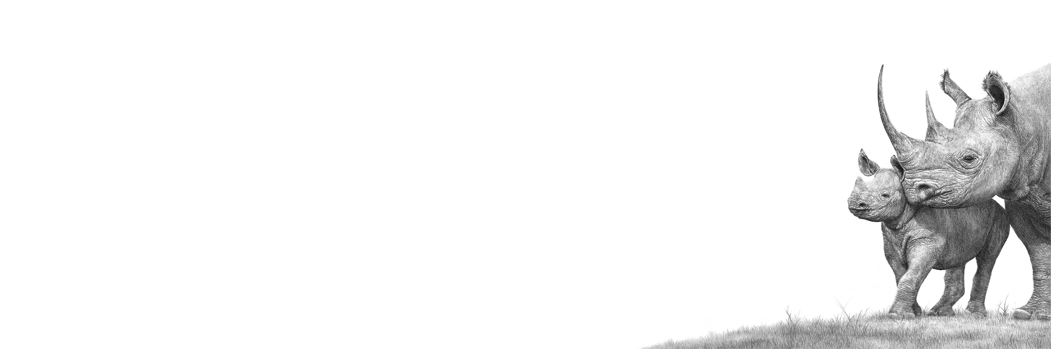Black Rhino Panorama