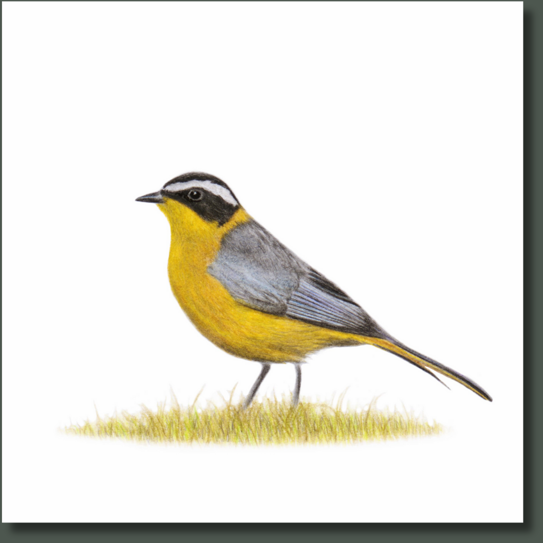 White Browed Robin Chat (WBRC) on Canvas