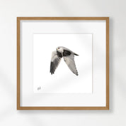 Black Winged Kite - BSK