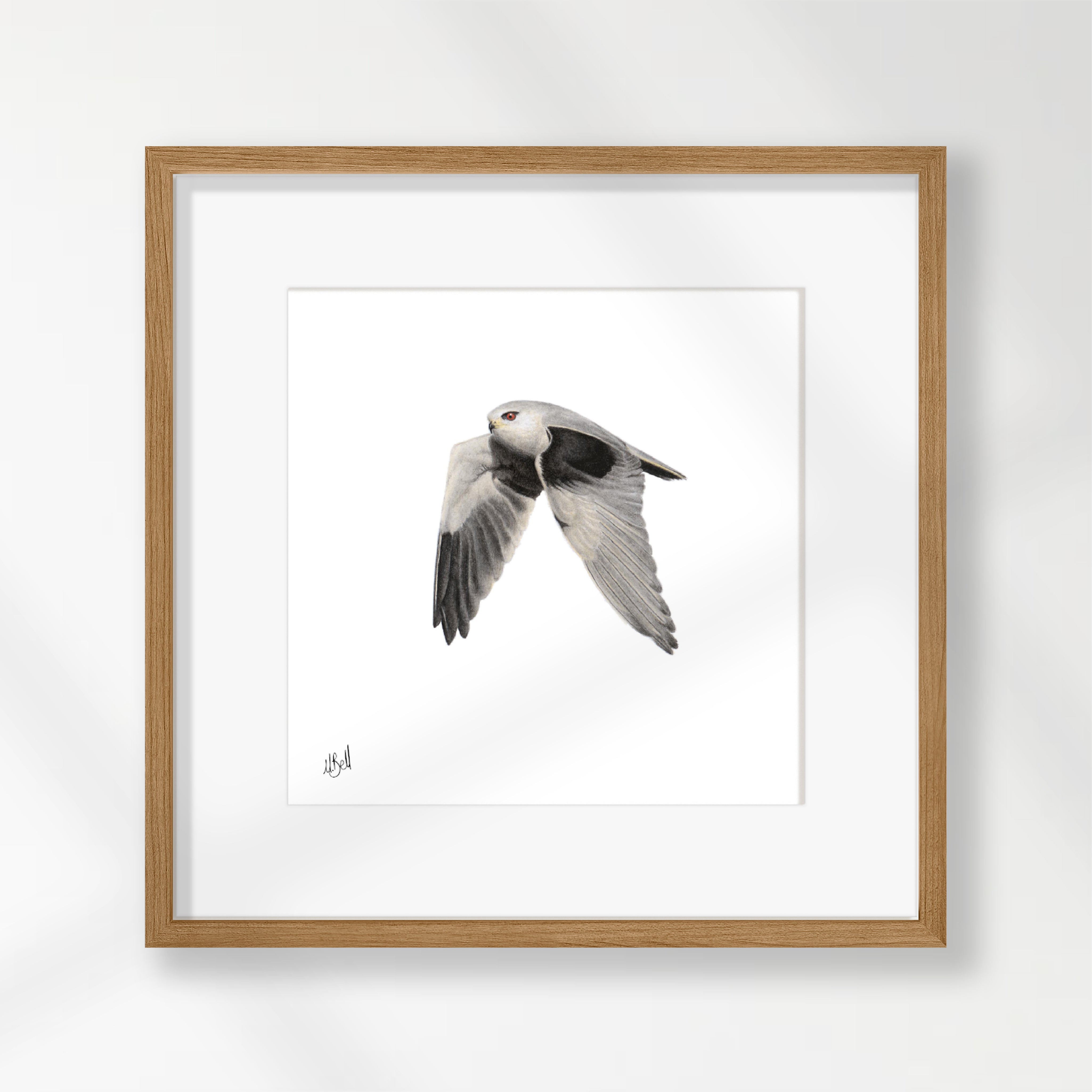 Black Winged Kite - BSK