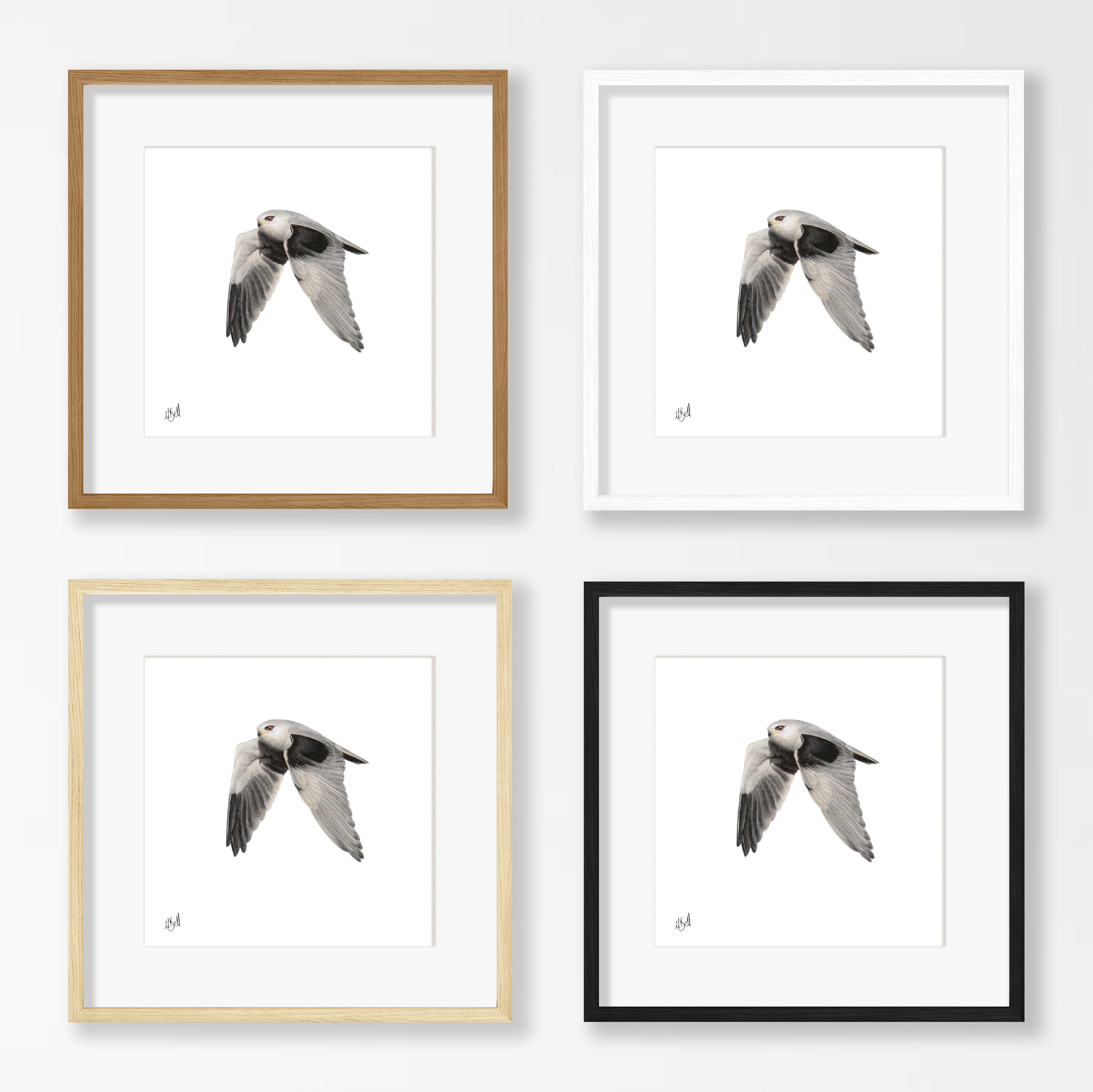 Black Winged Kite - BSK
