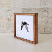 Kiaat wood framed miniature artwork of a Black Shouldered Kite, part of wildlife artist Matthew Bell's birds of South Africa gallery