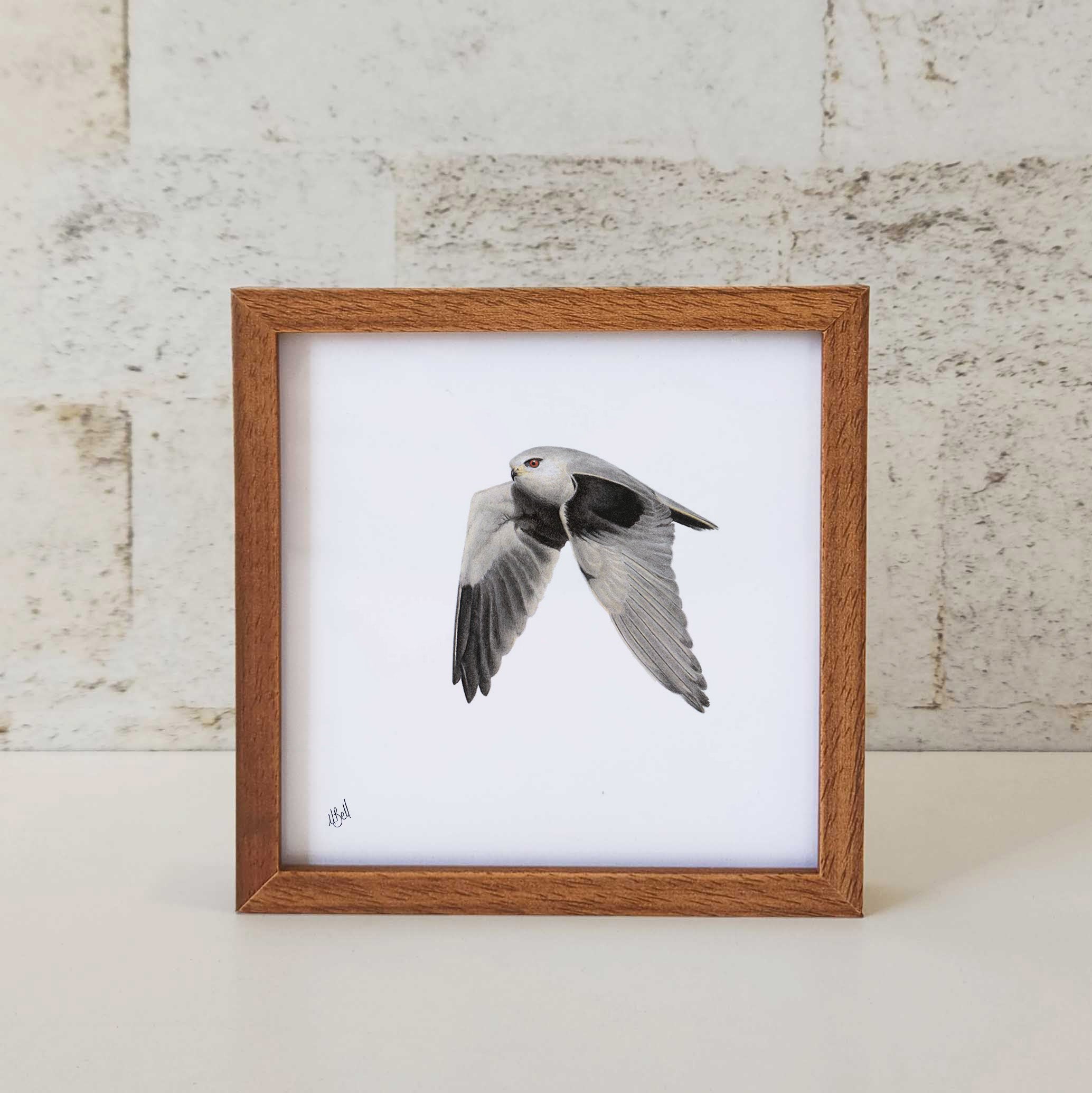 Kiaat wood framed miniature artwork of a Black Shouldered Kite, part of wildlife artist Matthew Bell's birds of South Africa gallery