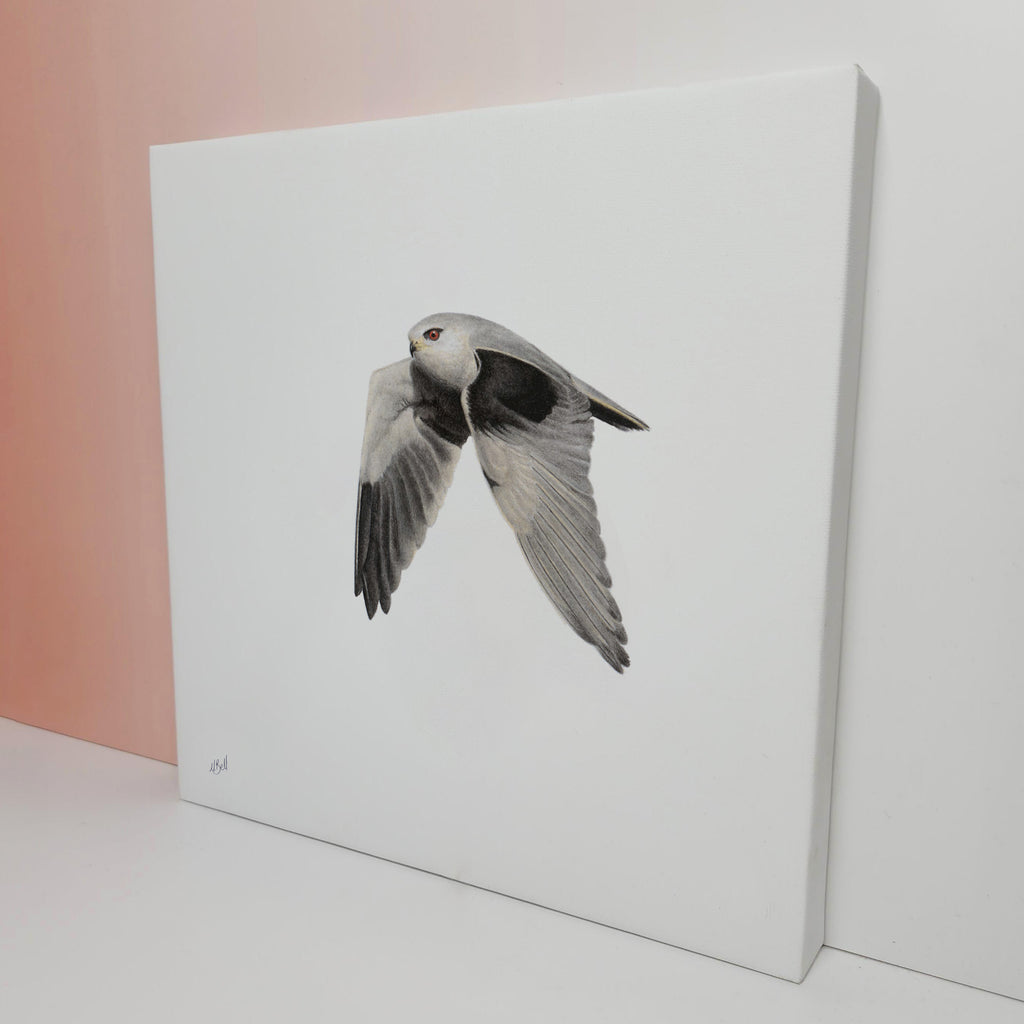 South African bird artwork on canvas, stretched on wooden frame by wildlife artist Matthew Bell of a Black Shouldered Kite