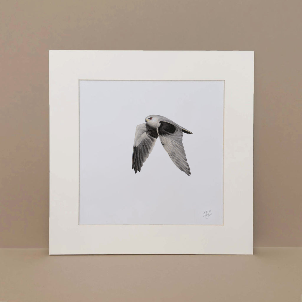 Black Shouldered Kite birds of Southern Africa pencil artwork