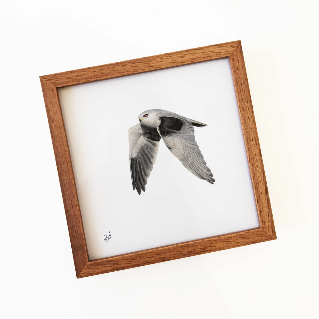 Kiaat wood framed miniature artwork of a Black Shouldered Kite, part of wildlife artist Matthew Bell's birds of South Africa gallery