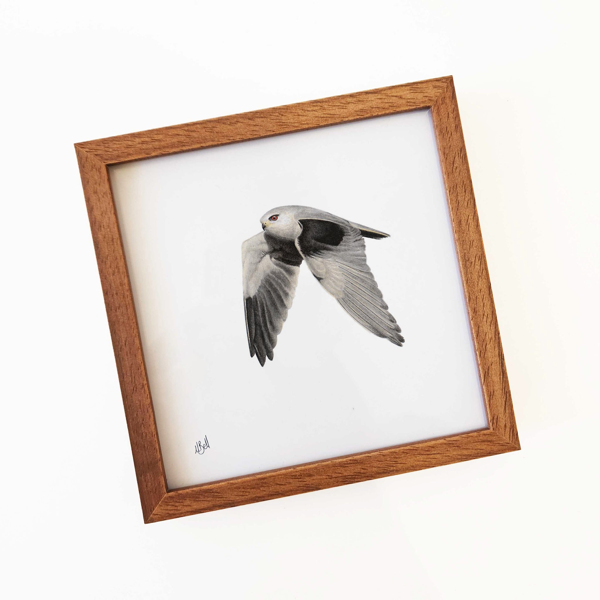 Black Shouldered Kite wood framed bird art print
