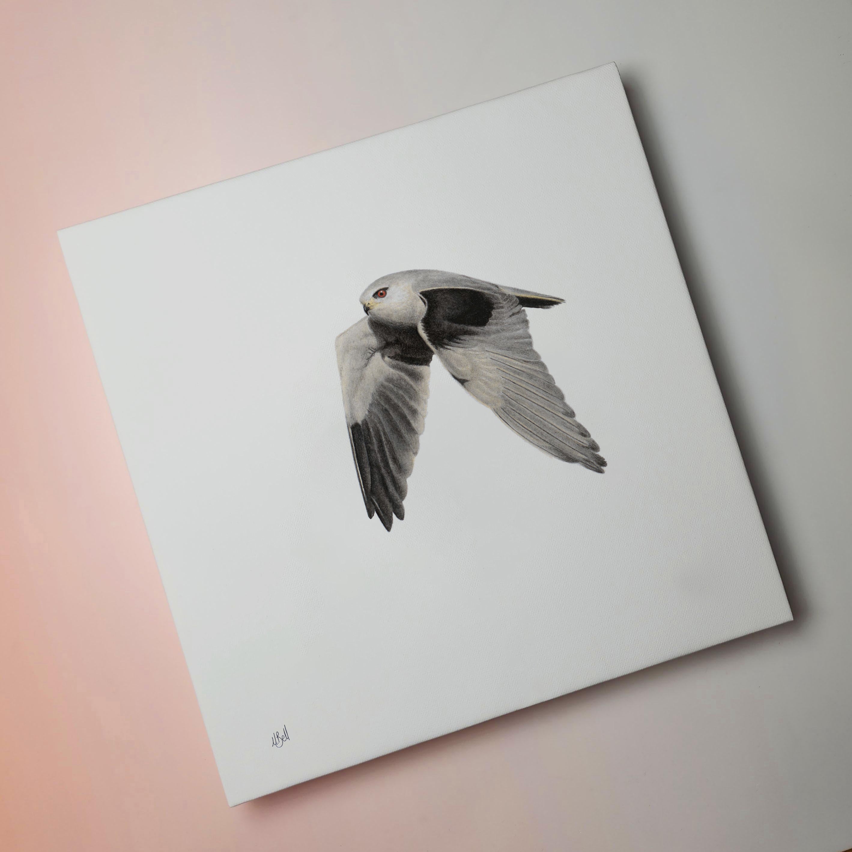 South African bird artwork on canvas, stretched on wooden frame by wildlife artist Matthew Bell of a Black Shouldered Kite