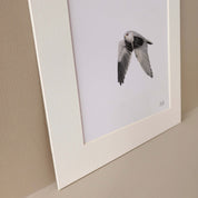 Black Shouldered Kite birds of Southern Africa pencil artwork