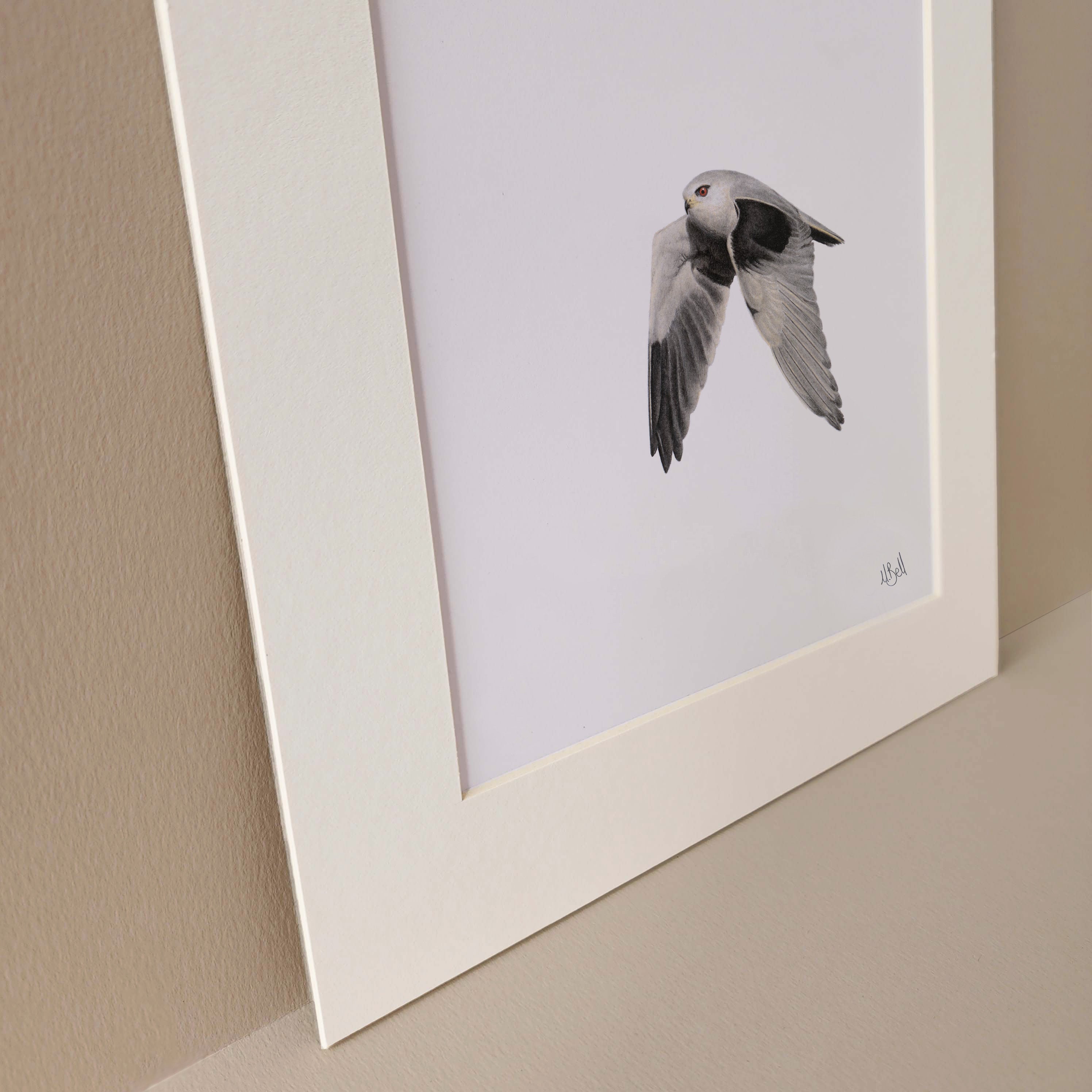 Black Shouldered Kite birds of Southern Africa pencil artwork