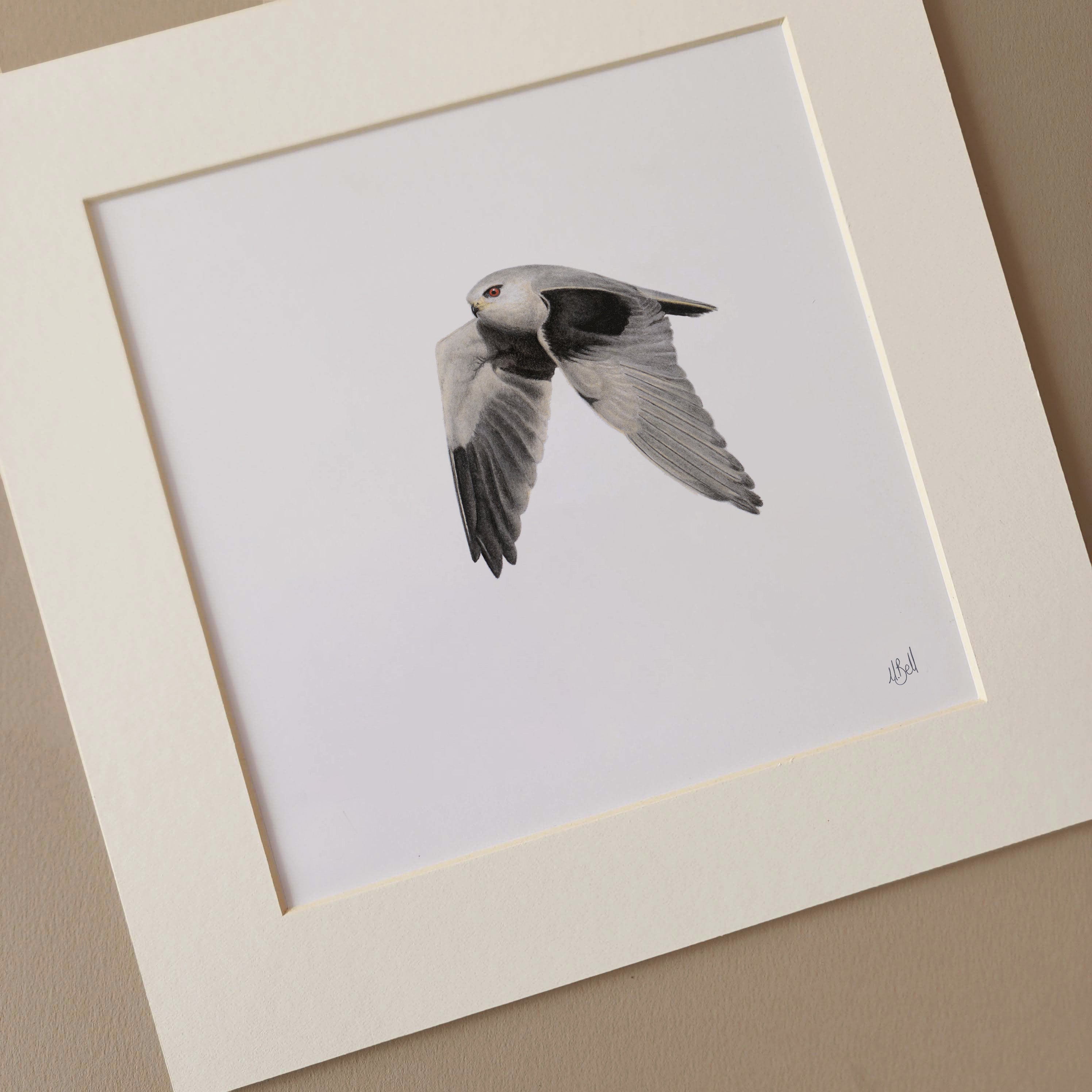 Black Shouldered Kite birds of Southern Africa pencil artwork