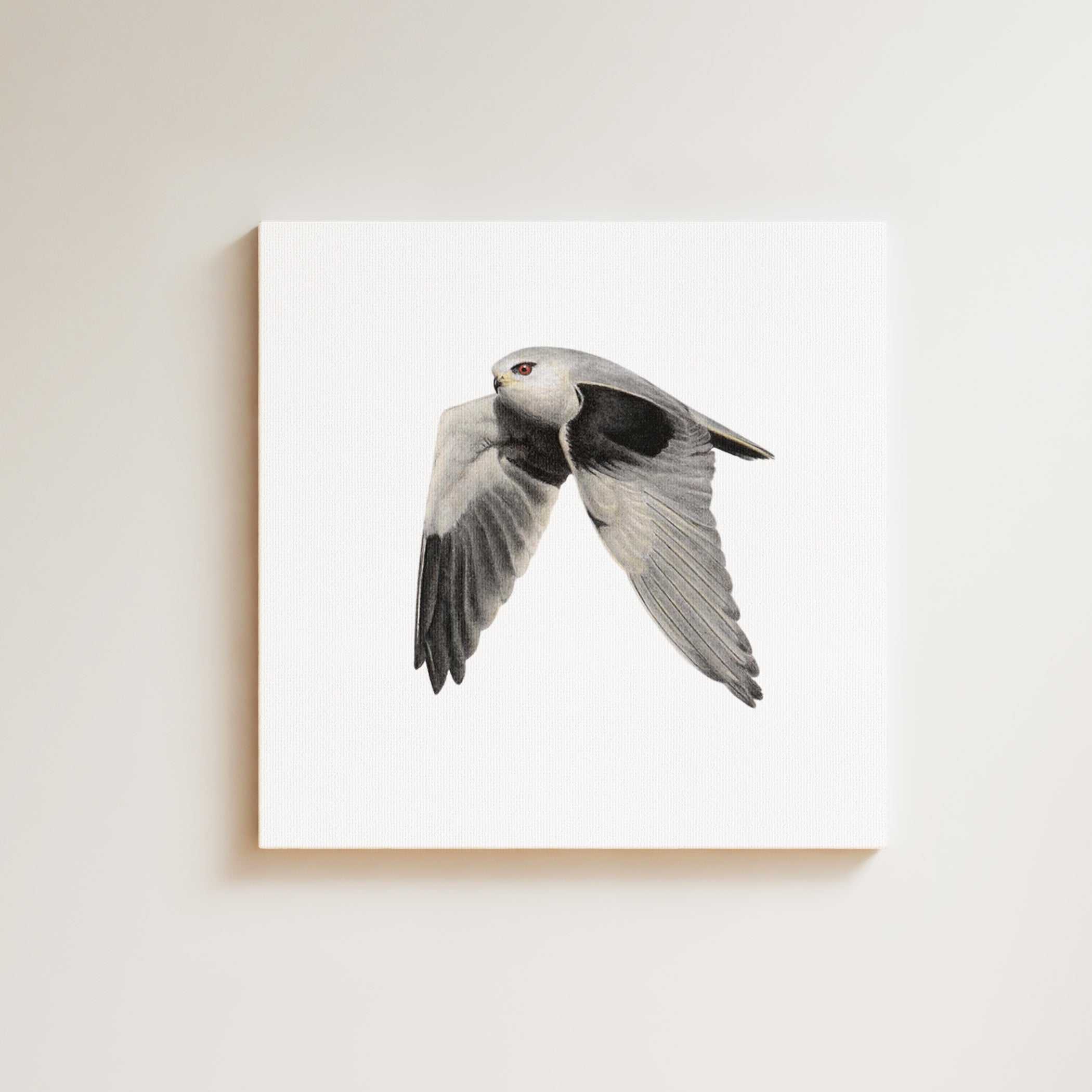 Black Shouldered Kite drawing on canvas by South African wildlife artist Matthew Bell