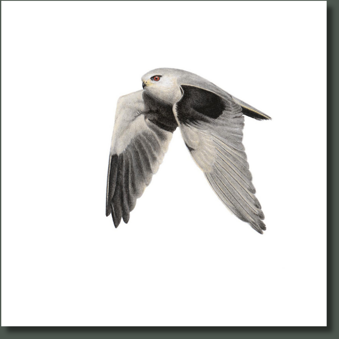 Black Shouldered Kite (BSK) on Canvas