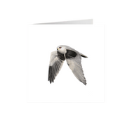 Black Shouldered Kite Greeting Card - BSK