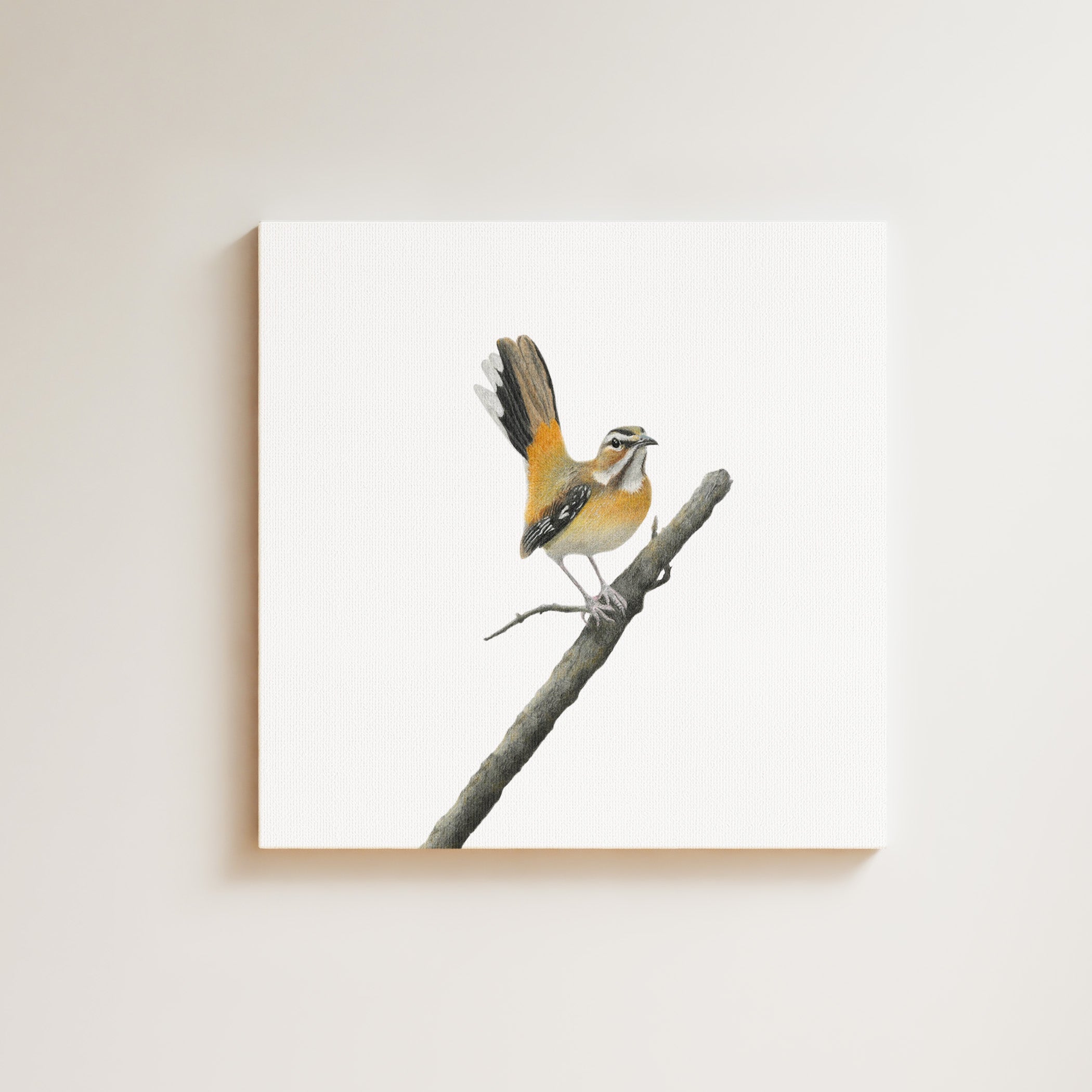 Bearded Scrub Robin drawing on canvas by South African wildlife artist Matthew Bell