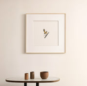 Bearded Scrub Robin - The Original