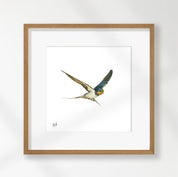 Barn Swallow - BSW