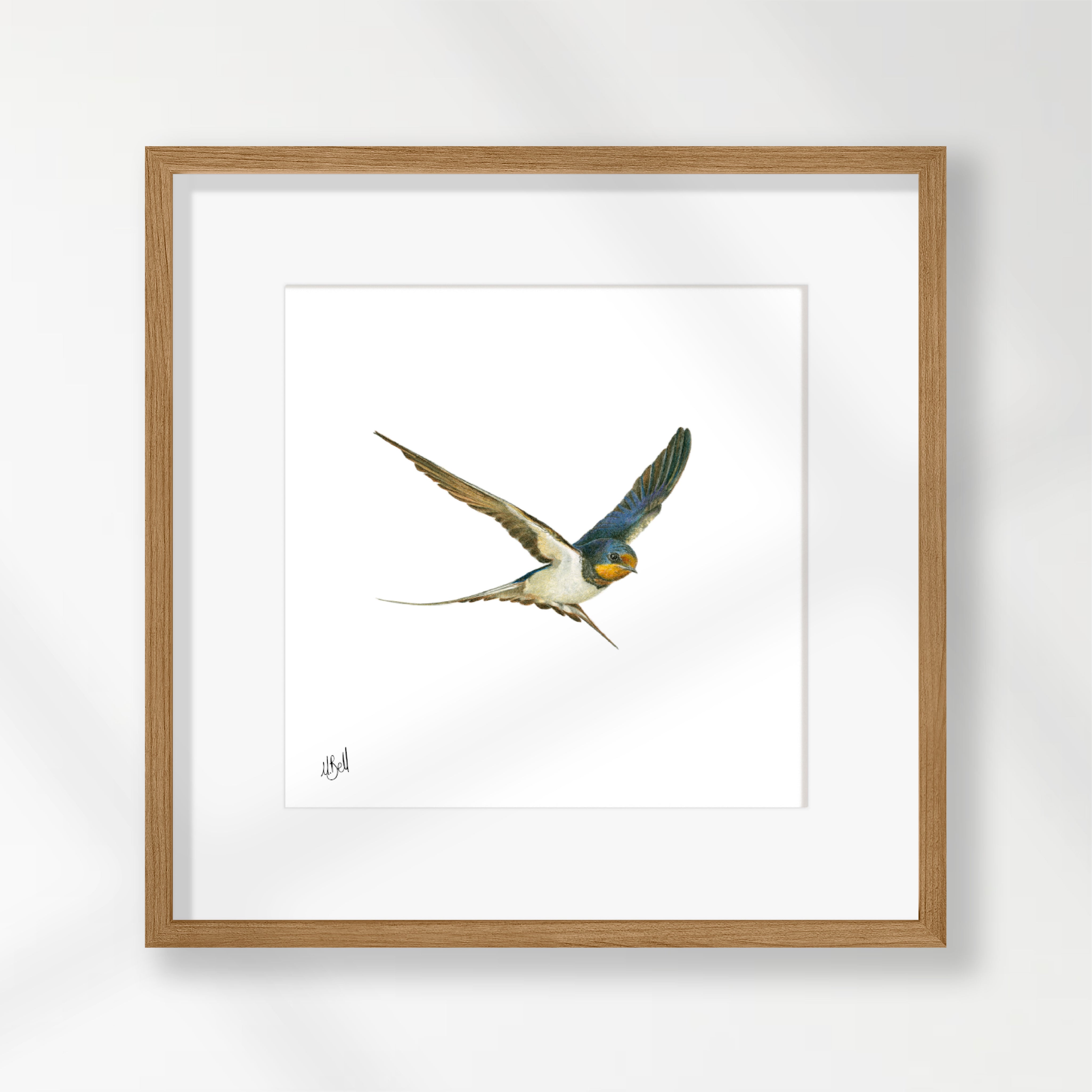 Barn Swallow - BSW
