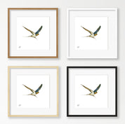 Barn Swallow - BSW