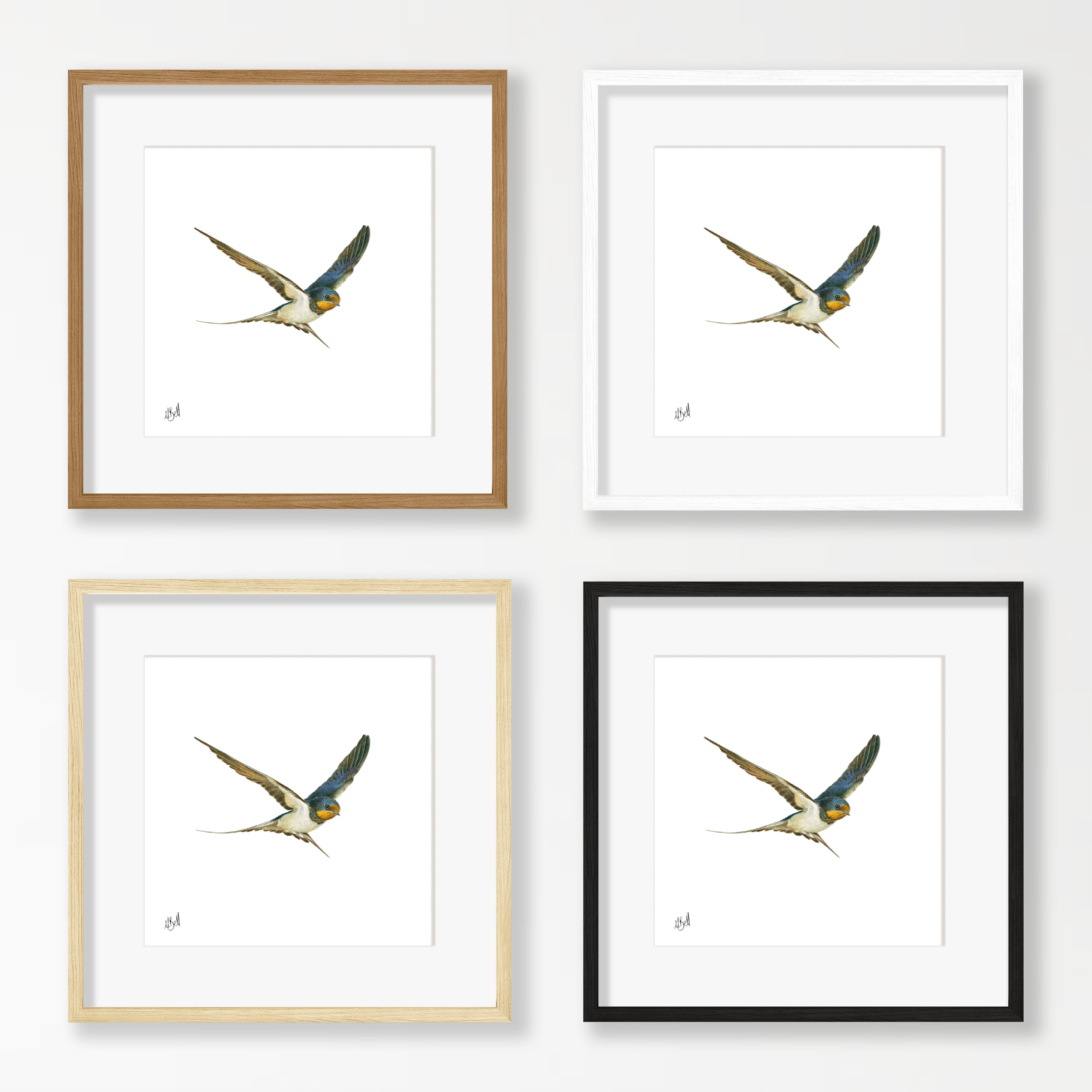 Barn Swallow - BSW