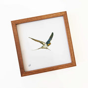 Barn Swallow - BSW