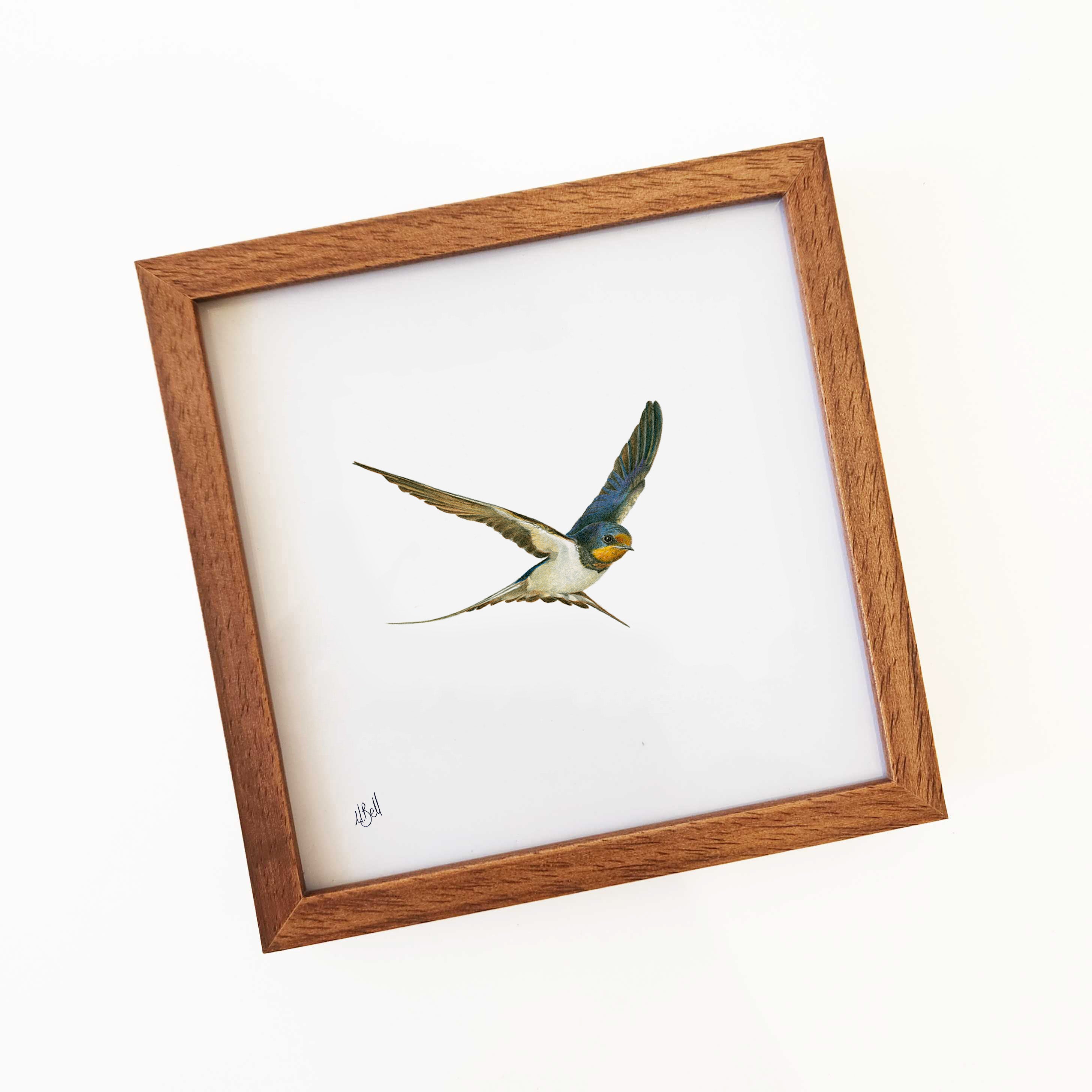 Barn Swallow - BSW
