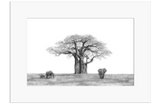 African Baobab Tree and Elephants - BT1