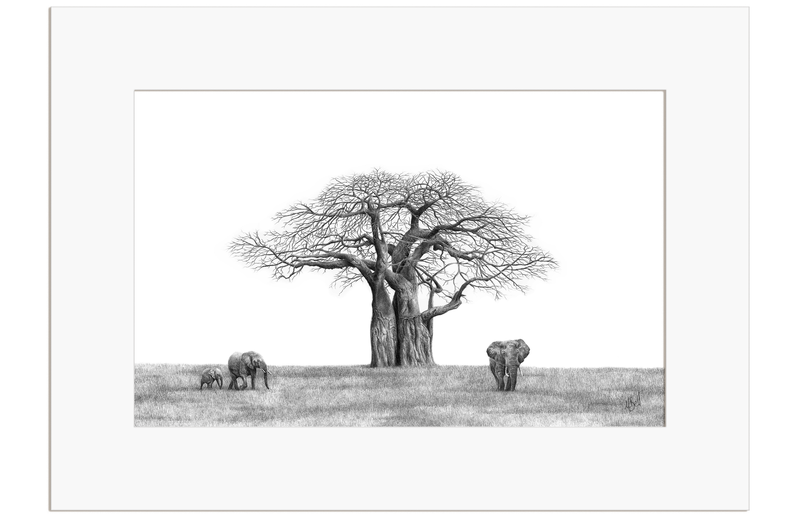 African Baobab Tree and Elephants - BT1