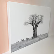 African Baobab Tree and Zebras in Zimbabwe canvas art print