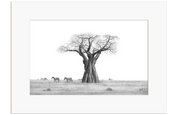 African Baobab Tree and Zebras - BT2