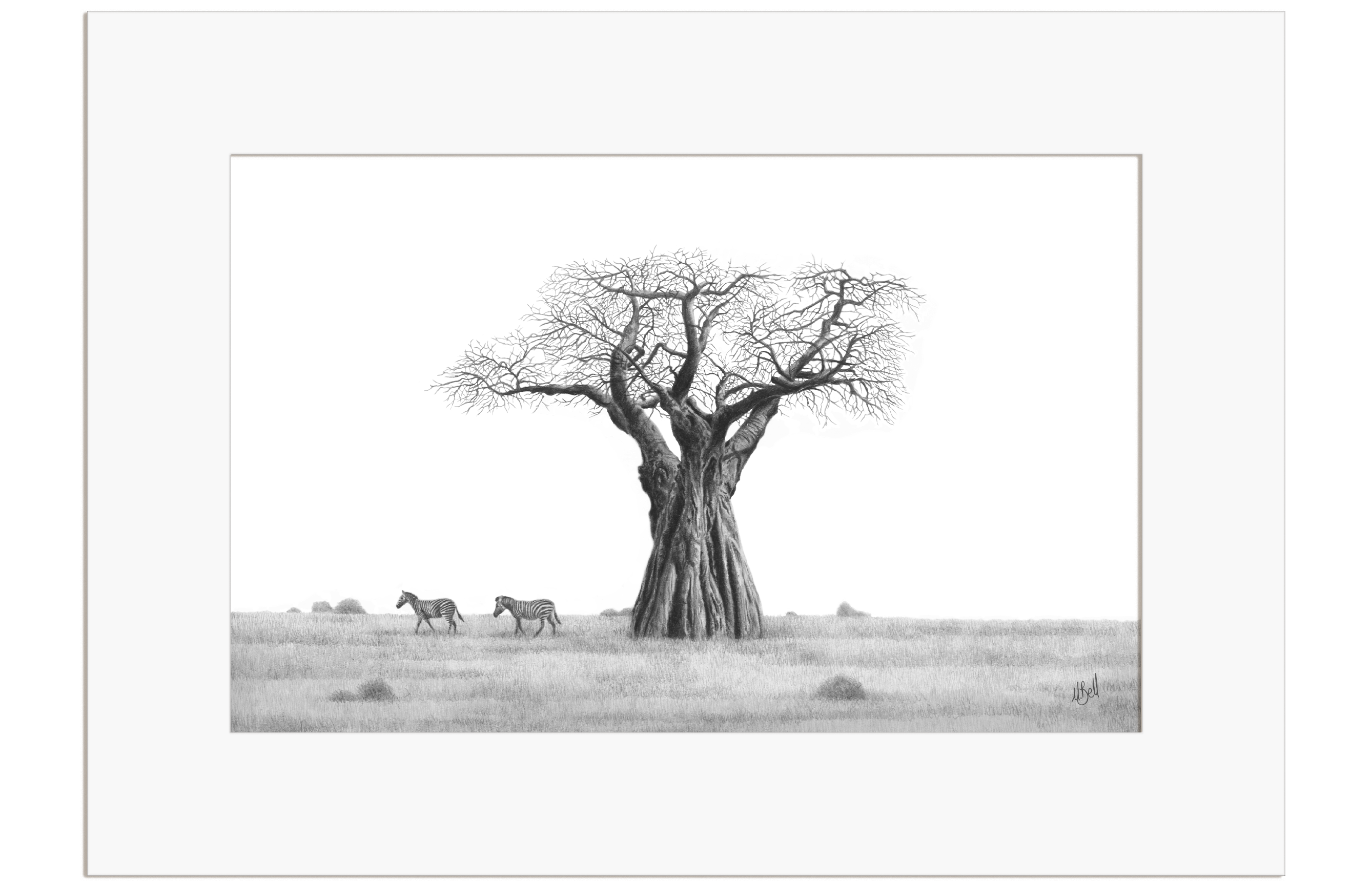 African Baobab Tree and Zebras - BT2
