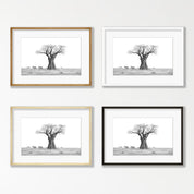 African Baobab Tree and Zebras - BT2