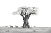 African Baobab Tree and Zebras graphite pencil artwork by Matthew Bell